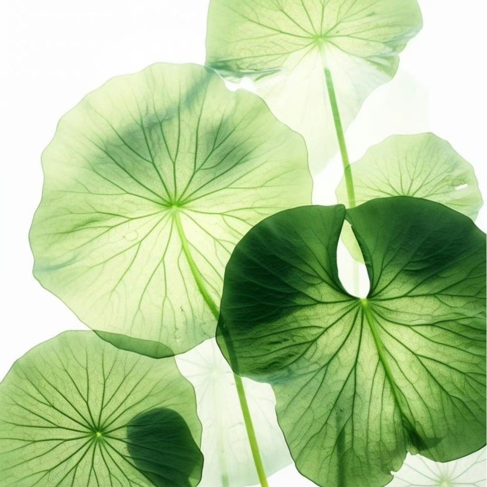 crop-1789763720428.jpg